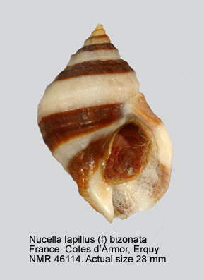 Nucella lapillus (f) bizonalis.jpg - Nucella lapillus (f) bizonalisLamarck,1822